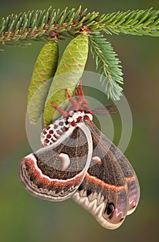 Cecropia moth on pine cone