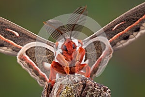 Cecropia Moth Portrait