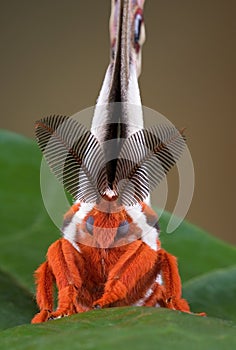 Cecropia moth portrait