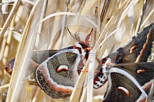 Cecropia moths mating in the wild.