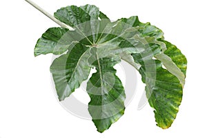 Cecropia pachystachya Leaf