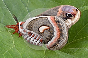 Cecropia side view