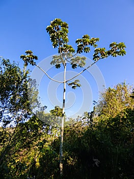 Cecropia tree in Sertao do Ribeirao - Florianopolis, Brazil