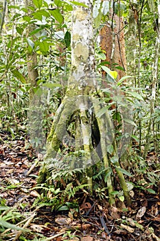 Cecropia tree with stilt roots