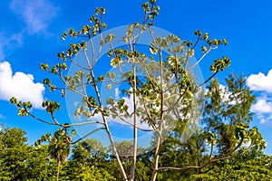 Cecropia Yagrumo trumpet tree in tropical jungle in Mexico