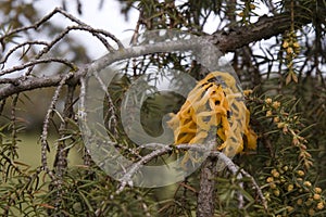 Cedar-apple rust