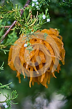 Cedar Apple Rust Fungus