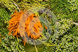 Cedar Apple Rust - Gymnosporangium juniperi-virginianae photo