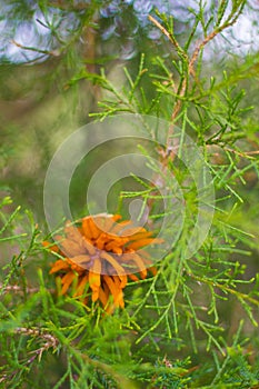 Cedar Apple Rust Orange Fungi on Cedar Tree