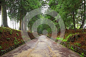 Cedar avenue of Nikko