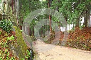 Cedar avenue of Nikko