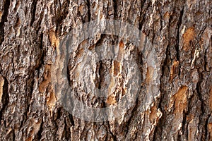 The cedar bark
