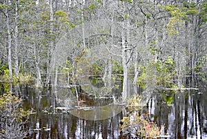 Cedar Bog