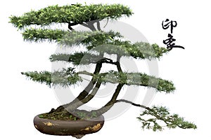 Cedar bonsai : impression