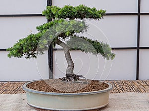 Cedar bonsai tree Cedrus Libani photo