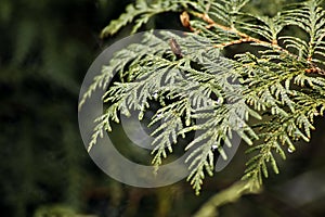 Cedar boughs