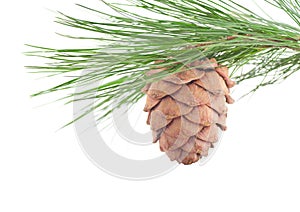 Cedar branch with cone