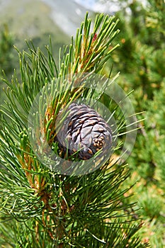 Cedar branch with cones in the autumn taiga forest