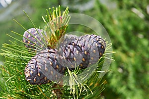 Cedar branch with cones in the autumn taiga forest