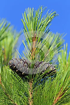 The cedar branch with cones in the summer in Siberia
