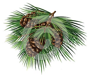 Cedar branch with cones