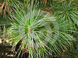 Cedar branch with needles
