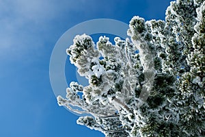 Cedar branch in the snow