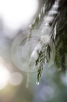 Cedar branch with water droplet soft focus