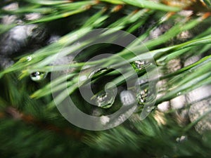Cedar branch with water drops. Closeup of blue spruce tree branch with needles and dew drops. Reflection of forest in raindrop.