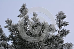 Cedar branches covered by hoarfrost in winter