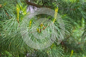 Cedar branches with long fluffy needles with a beautiful blurry background. Cedar branches with fresh shoots in spring