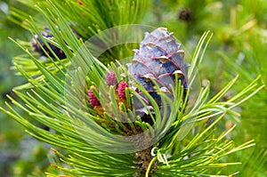 Cedar cone
