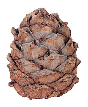 Cedar cone