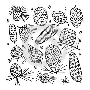 Cedar cone background, sketch for your design