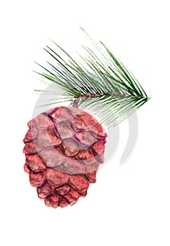 Cedar cone with branch