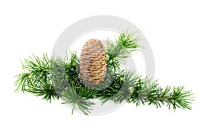 Cedar cone with branches