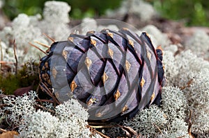 The cedar cone lies among the lichen.