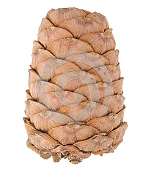 Cedar cone. Macro
