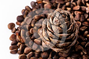 Cedar cone on nuts closeup