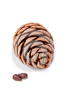 Cedar cone with nuts isolated.