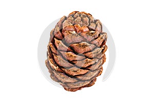 Cedar cone with nuts isolated on white background.