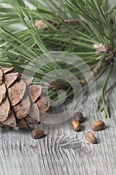 Cedar cone, nuts and needles