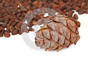 Cedar cone and nuts on white background