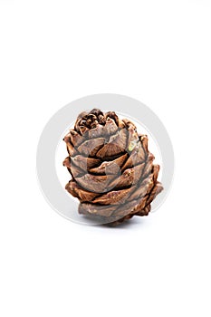 Cedar cone with pine nut isolated on a white