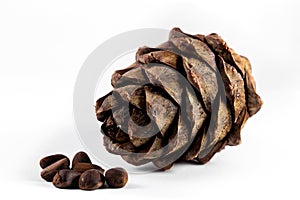 Cedar cone, pinus sibirica nuts on the white background
