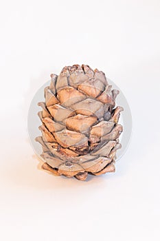 Cedar cone