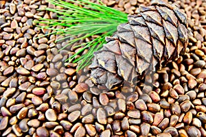 Cedar cone on the texture of cedar nuts