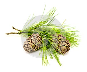 Cedar cones