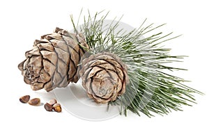 Cedar cones