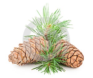 Cedar cones with branch